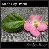 Mac's Day Dream
