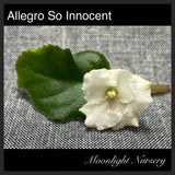 Allegro So Innocent