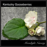 Kentucky Gooseberries