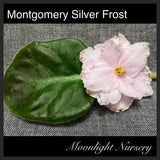 Montgomery Silver Frost