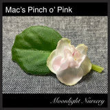 Mac's Pinch o' Pink