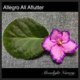 Allegro All Aflutter