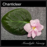 Chanticleer