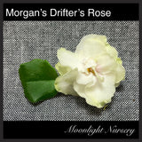 Morgan's Drifter's Rose