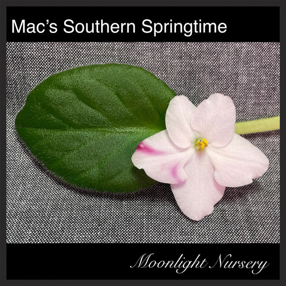 Mac's Southern Springtime