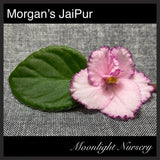 Morgan's JaiPur