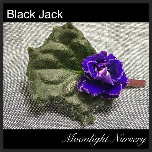 Black Jack Supreme
