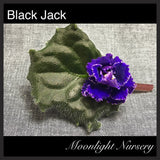 Black Jack Supreme