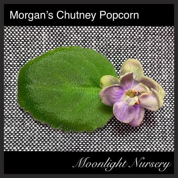 Morgan's Chutney Popcorn