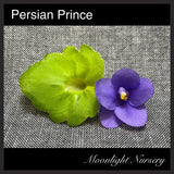 Persian Prince