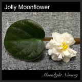 Jolly Moonflower