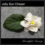 Jolly Sun Chaser