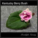 Kentucky Berry Bush