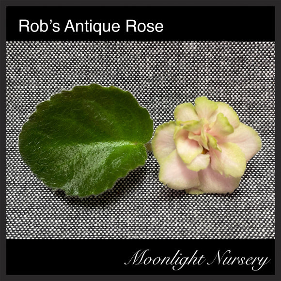 Rob's Antique Rose