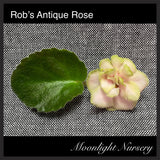 Rob's Antique Rose