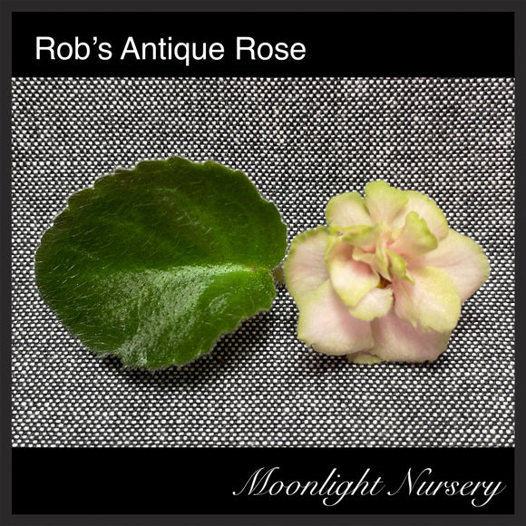 Rob's Antique Rose