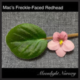 Mac's Freckle-Faced Redhead