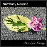 Natchurly Nawlins