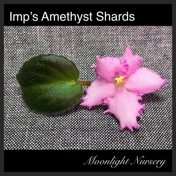Imp's Amethyst Shards