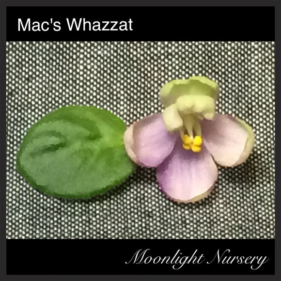 Mac's Whazzat
