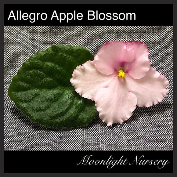 Allegro Apple Blossom