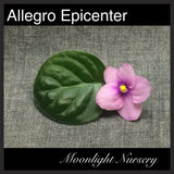 Allegro Epicenter