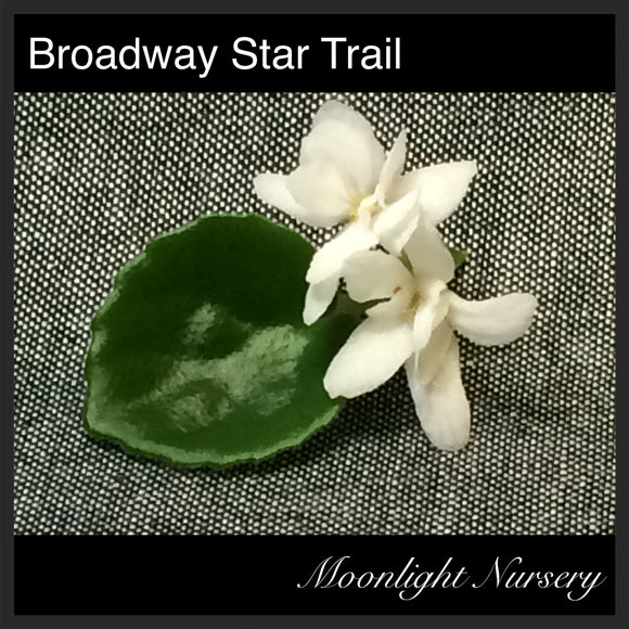 Broadway Star Trail