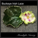 Buckeye Irish Lace