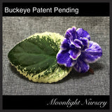 Buckeye Patent Pending