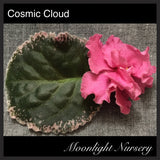 Cosmic Cloud