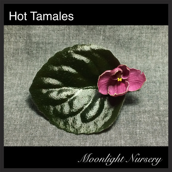 Hot Tamales