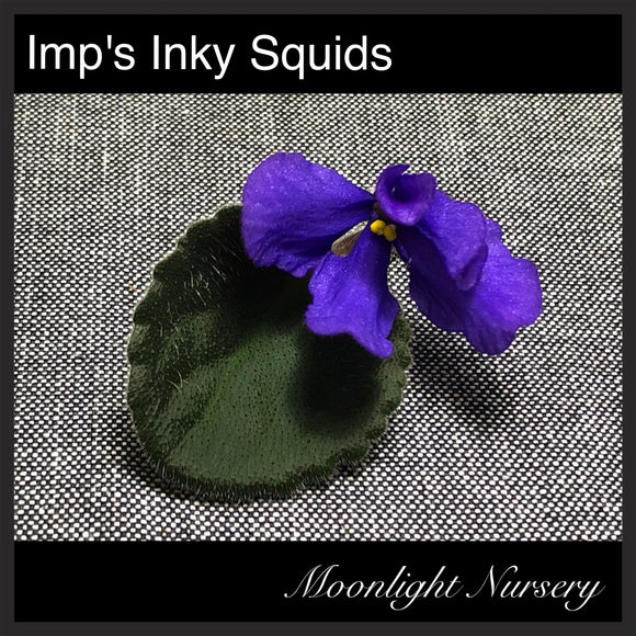 Imp's Inky Squids