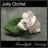 Jolly Orchid