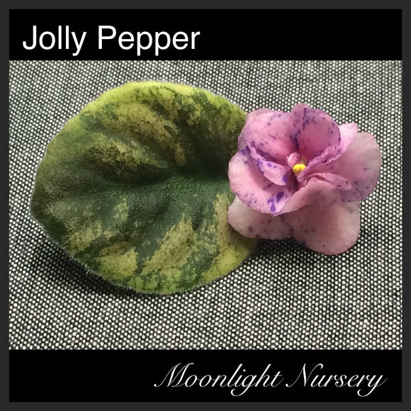 Jolly Pepper