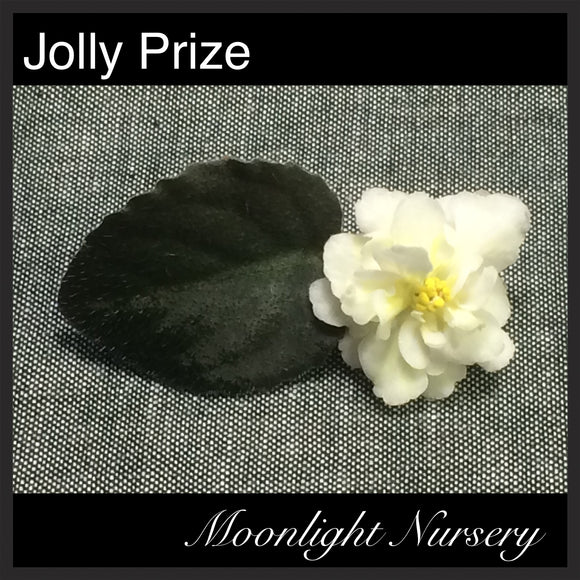 Jolly Prize