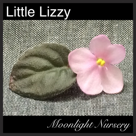 Little Lizzy