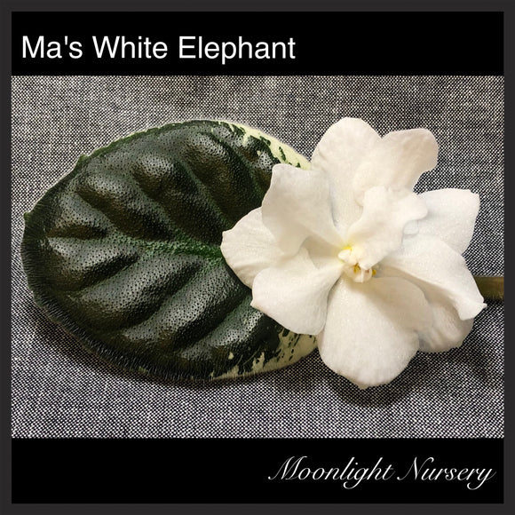 Ma's White Elephant