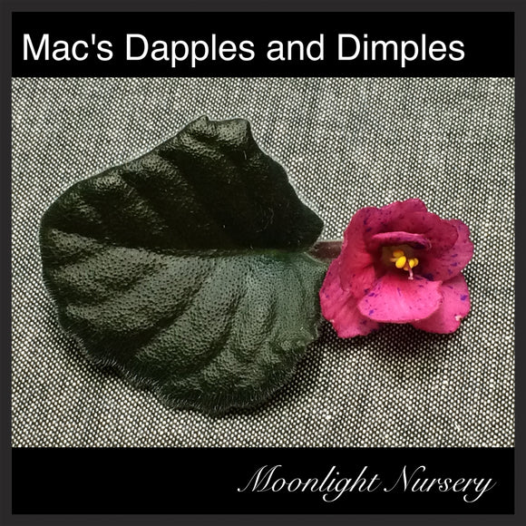 Mac's Dapples and Dimples