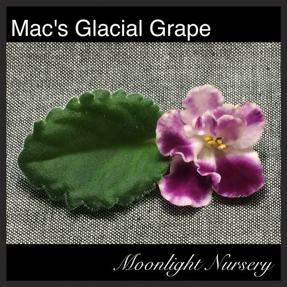 Mac's Glacial Grape