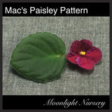 Mac's Paisley Pattern