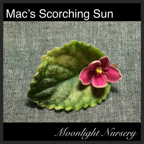 Mac's Scorching Sun