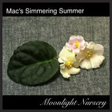 Mac's Simmering Summer