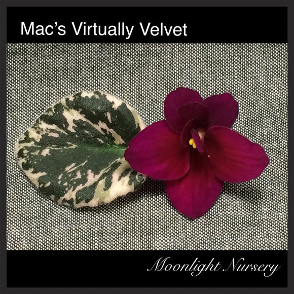 Mac's Virtually Velvet