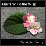 Mac's Will o the Wisp