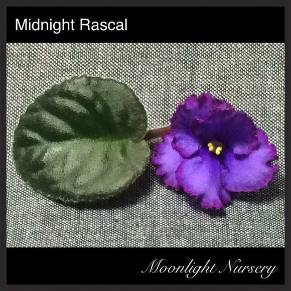 Midnight Rascal