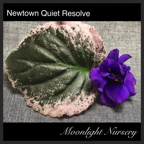 Newtown Quiet Resolve