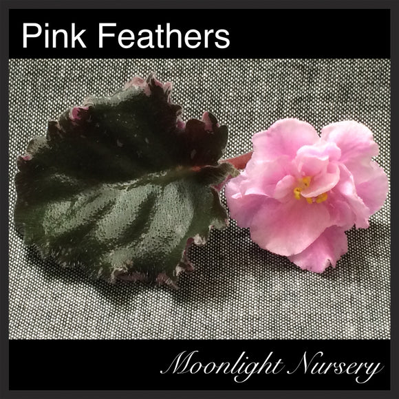 Pink Feathers