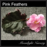 Pink Feathers