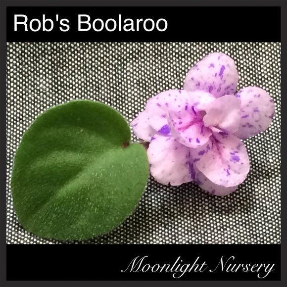 Rob's Boolaroo
