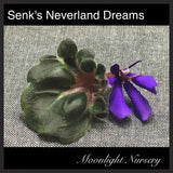Senk's Neverland Dreams